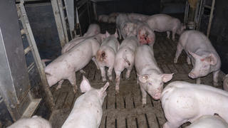 Die Bilder, die das Deutsche Tierschutzbüro veröffentlicht hat, zeigen verwahrloste, verletzte Schweine und sogar Kadaver, die nicht weggeräumt wurden.