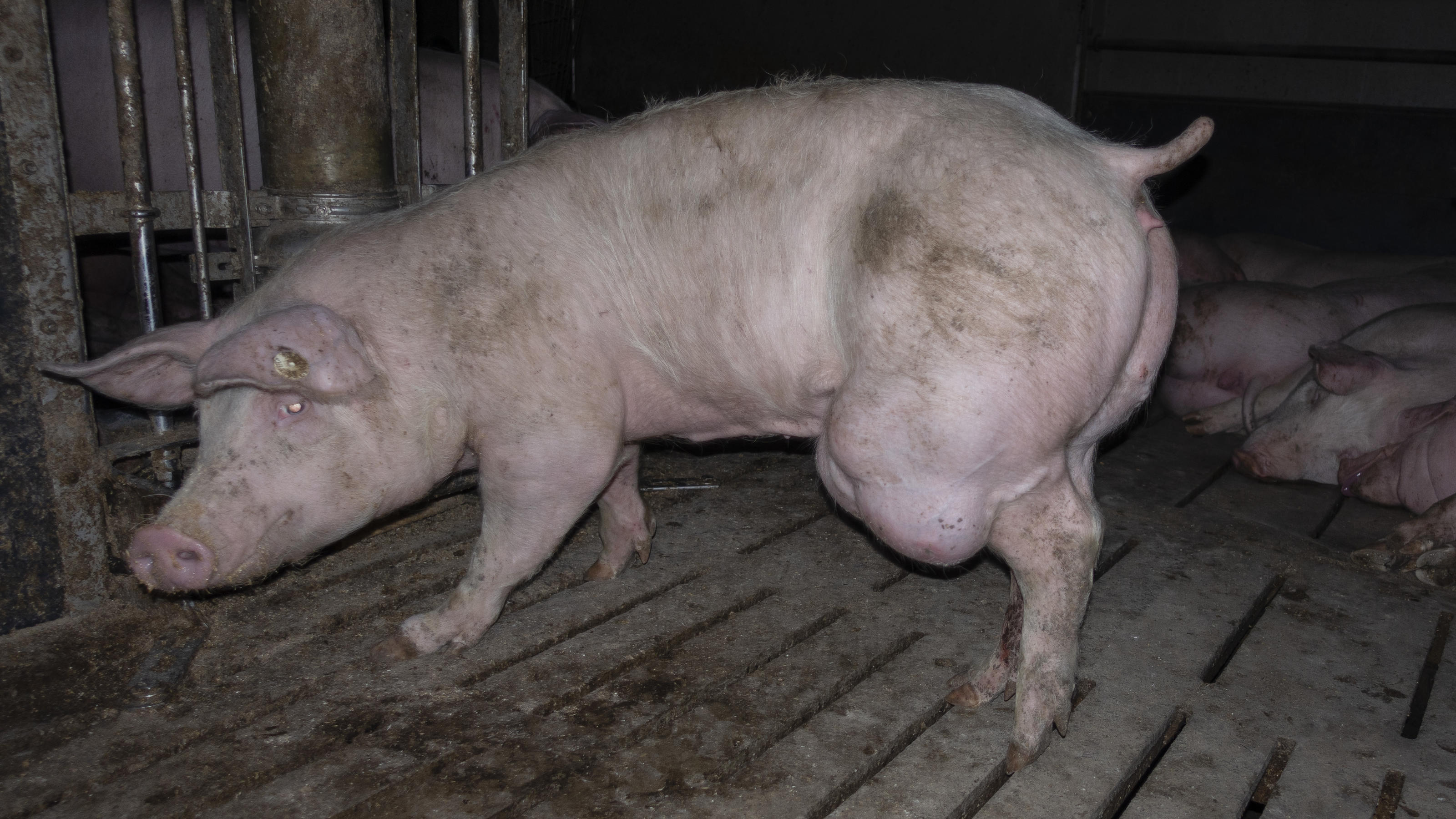 Manche Schweine haben dicke Beulen an ihren Körpern. 