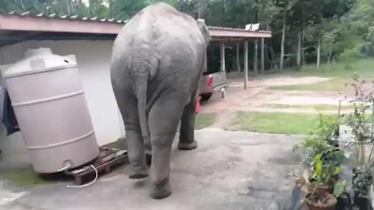 Der Elefant zeigte sich in dem thailändischen Dorf aggressiv.