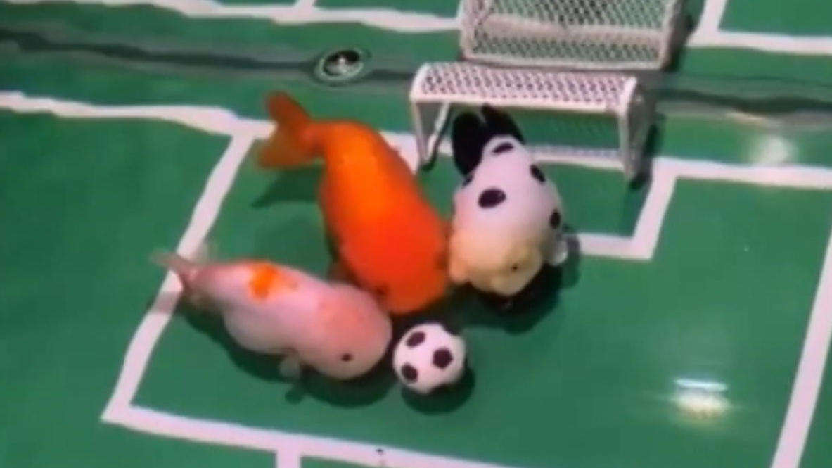 Aquarium wird Stadion - Chinese bringt Goldfischen Fußball bei