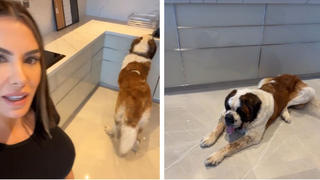 Ferchichi-Familienhund ist in Dubai angekommen