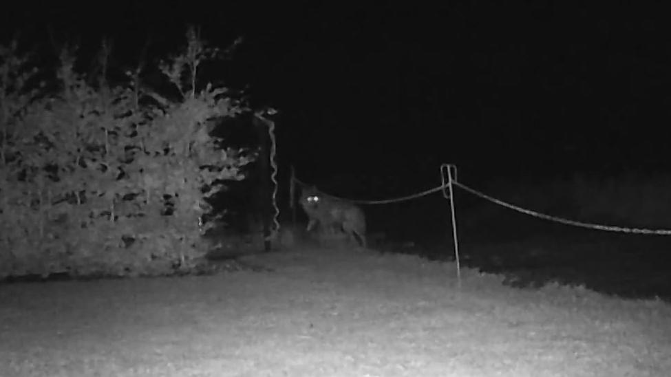 Liebschützberg Wolf streift in Wohngebiet durch Gärten Schulweg
