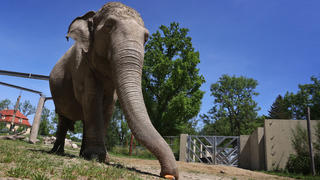 ARCHIV - 18.05.2022, Bayern, Augsburg: Die 67-jährige asiatische Elefantenkuh Targa greift im Freigelände des Elefantenhauses im Augsburger Zoo mit ihrem Rüssel nach einem Stück Brot.Mit 67 Jahren war Targa nach Angaben des Zoos in Augsburg der älteste Elefant Deutschlands. Nun ist sie gestorben. Das berichtete die «Augsburger Allgemeine» am Montag unter Berufung auf Zoo-Kurator Lipp. (zu dpa «Deutschlands ältester Elefant mit 67 Jahren gestorben») Foto: Karl-Josef Hildenbrand/dpa +++ dpa-Bildfunk +++