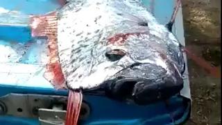 Riemenfisch Mexiko