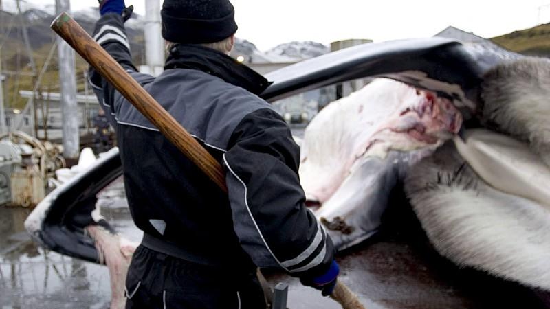 ARCHIV - Ein Arbeiter steht in Walvisfjord auf Island neben einem erlegten Finnwal, der gerade zerlegt wird (Foto vom 26.10.2006). Von Island aus werden in diesem Sommer keine Finnwale gejagt. Der einzige hier aktive Unternehmer auf der Atlantikinsel