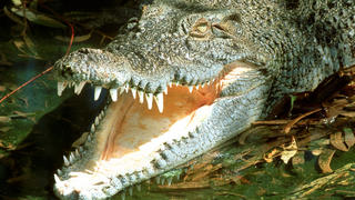 Salzwasserkrokodil (Crocodylus porosus)