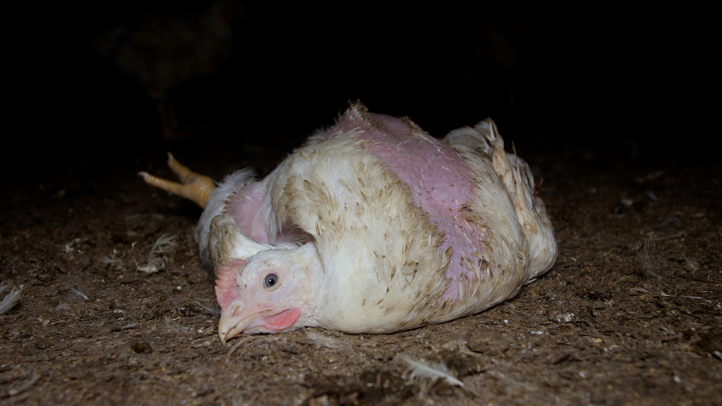 Ein Lidl-Zulieferer soll Hühner unter skandalösen Bedingungen halten.