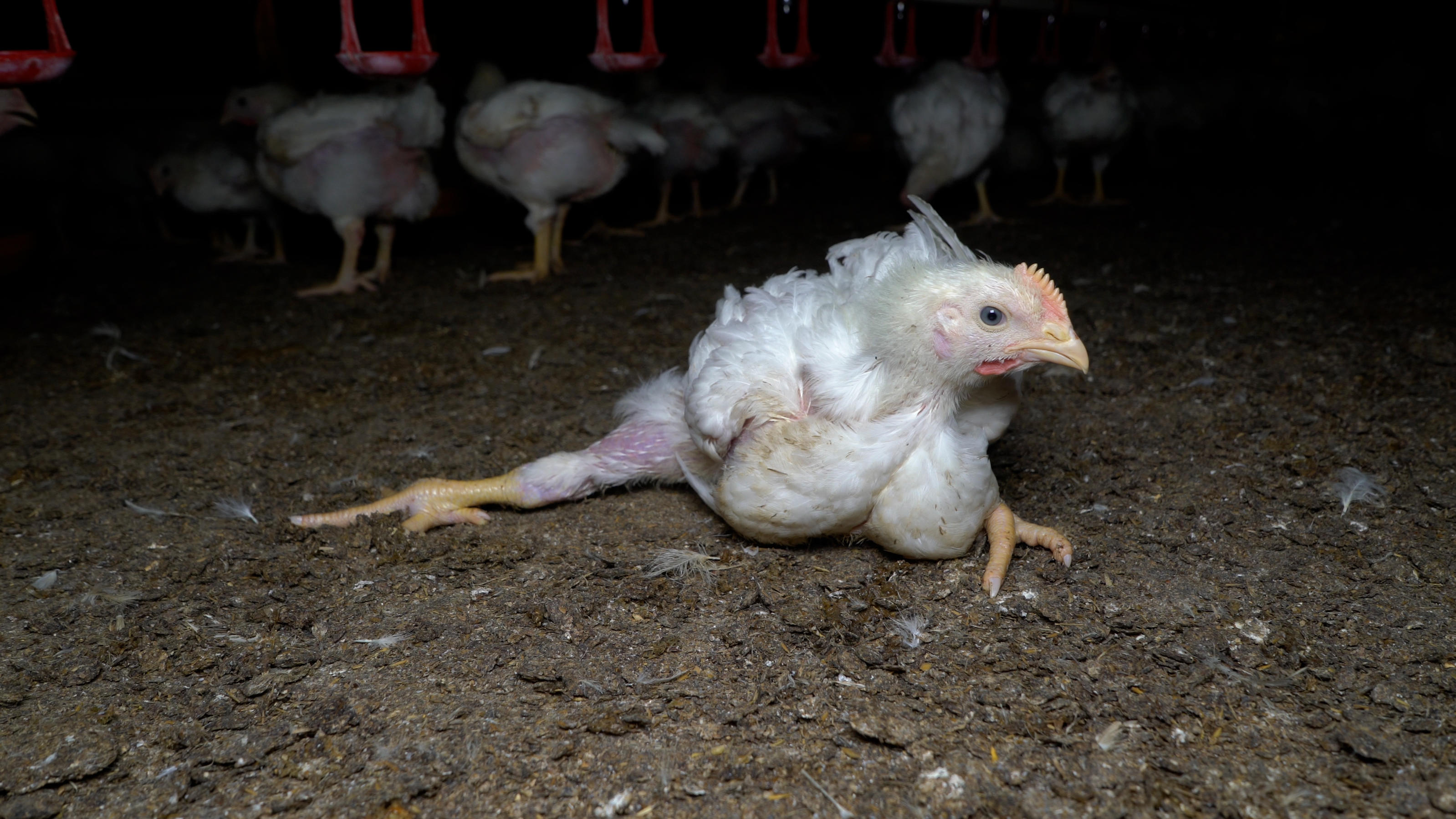 Die Albert Schweitzer Stiftung fordert Lidl auf, flächendeckend für mehr Tierschutz in der Hühnermast zu sorgen.
