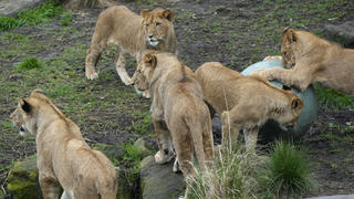 Five African lion cubs play with a large ball in celebration of their first birthday at Taronga Zoo in Sydney on Friday, Aug. 12, 2022. Five lion cubs, two males and three females, were born a year ago, the first for 18 years at the zoo. (AP Photo/Rick Rycroft)