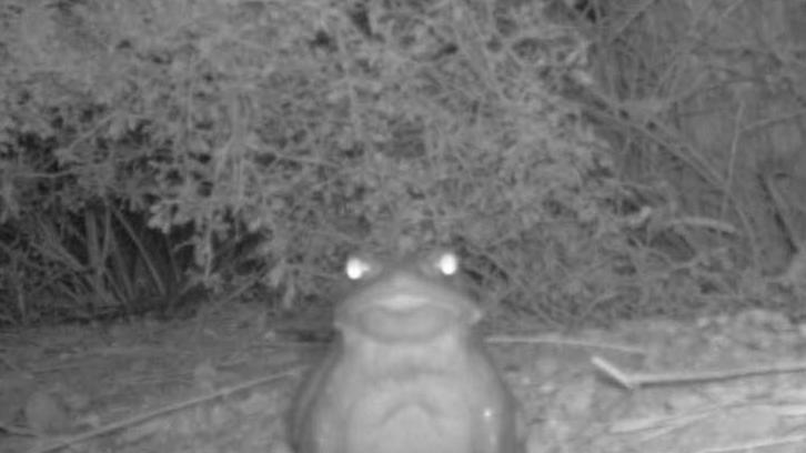 US National Park Service warns of Colorado toad