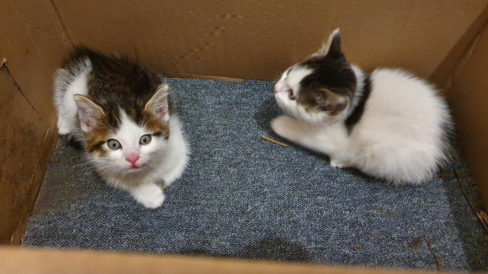 Die beiden Katzenbabys wurden in einem Umzugskarton am Straßenrand abgestellt.