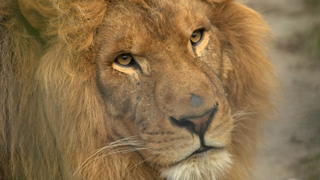 tierischer-traueranfall-harald-gloeoeckler-nach-anruf-in-traenen-aufgeloest