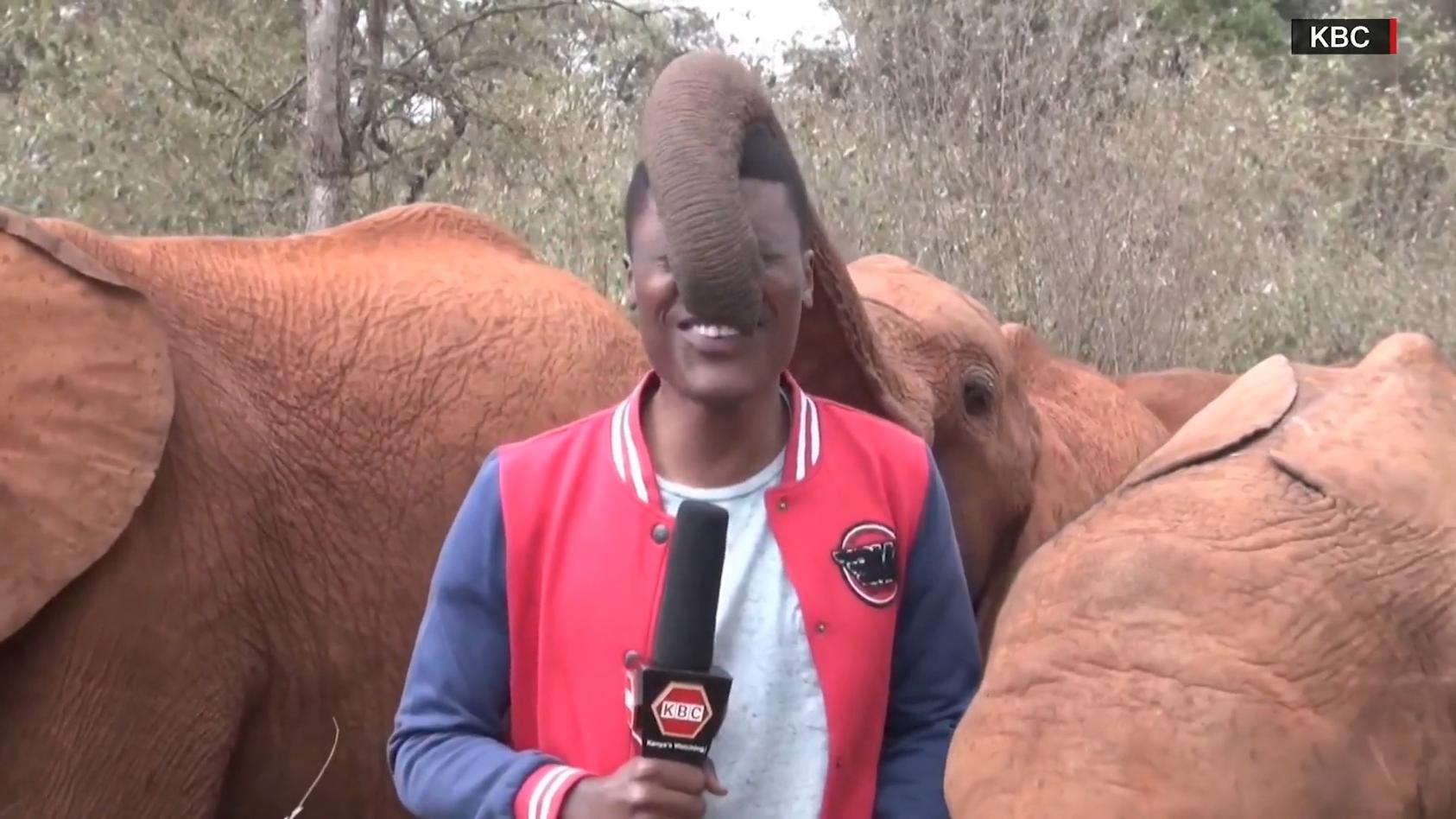 Urkomischer Moment Neugieriger Elefant Unterbricht Reporter Im Tv