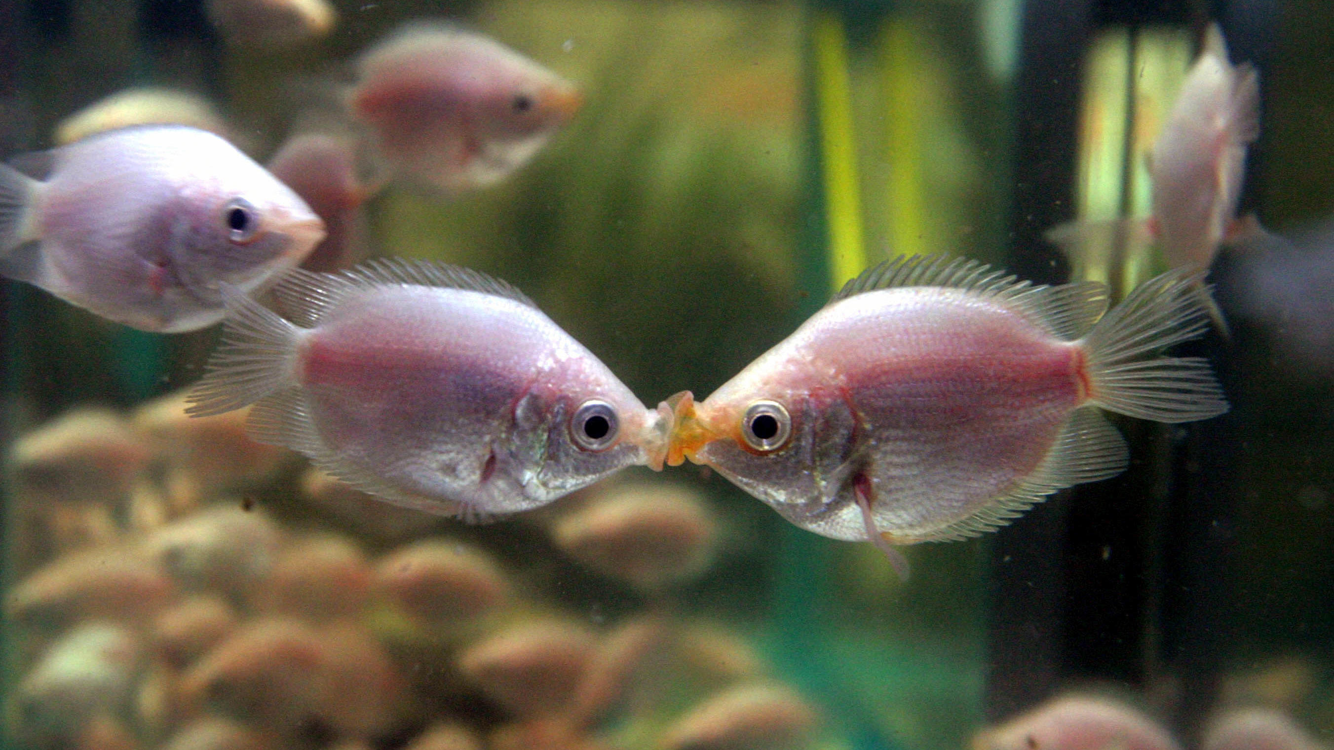 Zwei Fische im Aquarium kommen sich so nah, als ob sie sich küssen