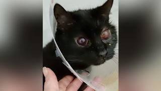 Die arme Katze wurde in Köln-Auweiler gefunden und in eine Tierklinik gebracht.