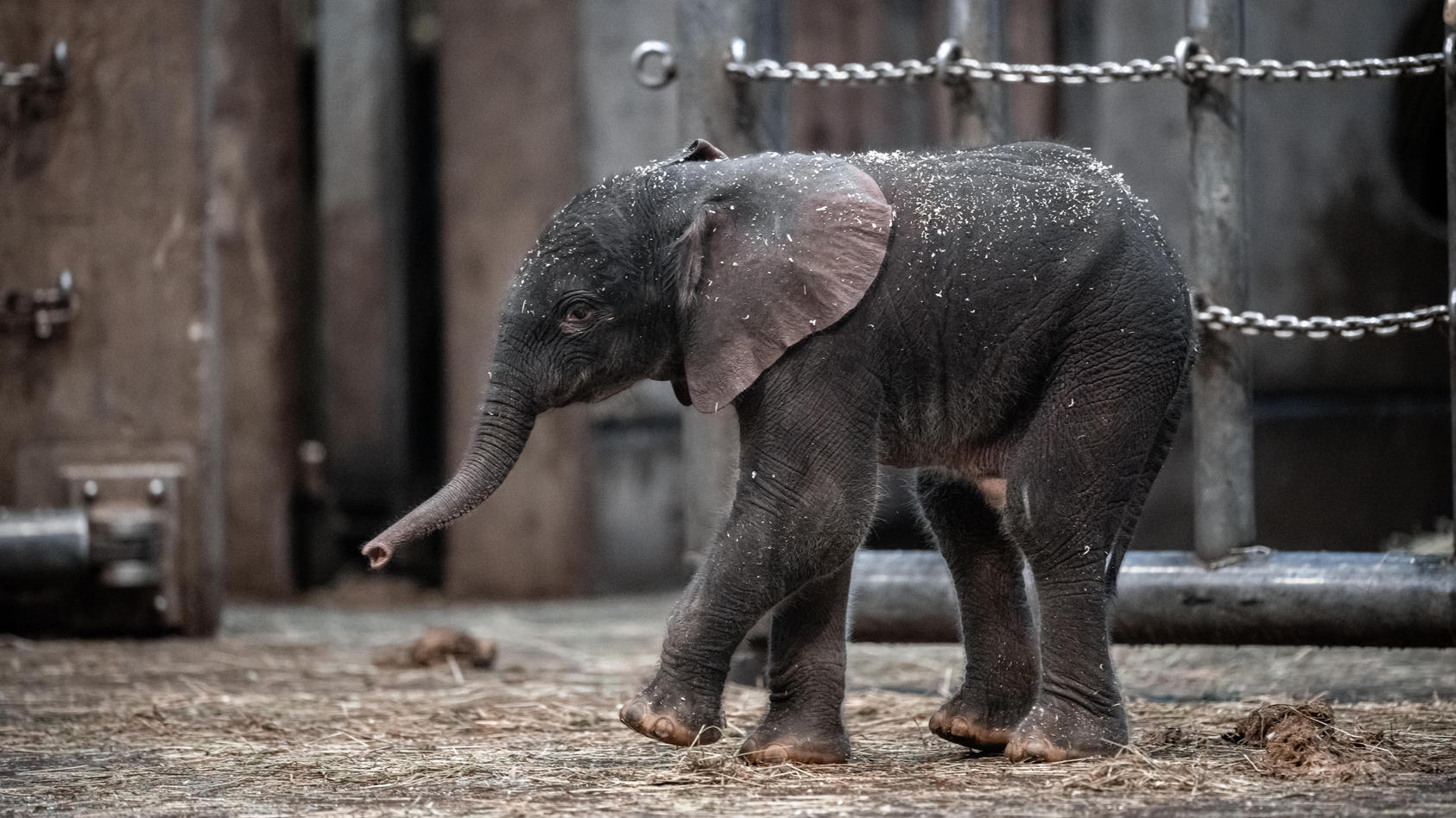 Elefantenjunge «Tsavo» steht im Gehege im Zoo. Im Wuppertaler Zoo ist am Freitag ein Elefanten-Baby auf die Welt gekommen. Elefantenkuh «Sweni» hat das gesunde, männliche Kalb auf die Welt gebracht. Der Elefantenjunge heisst «Tsavo». Das Elefantenhau