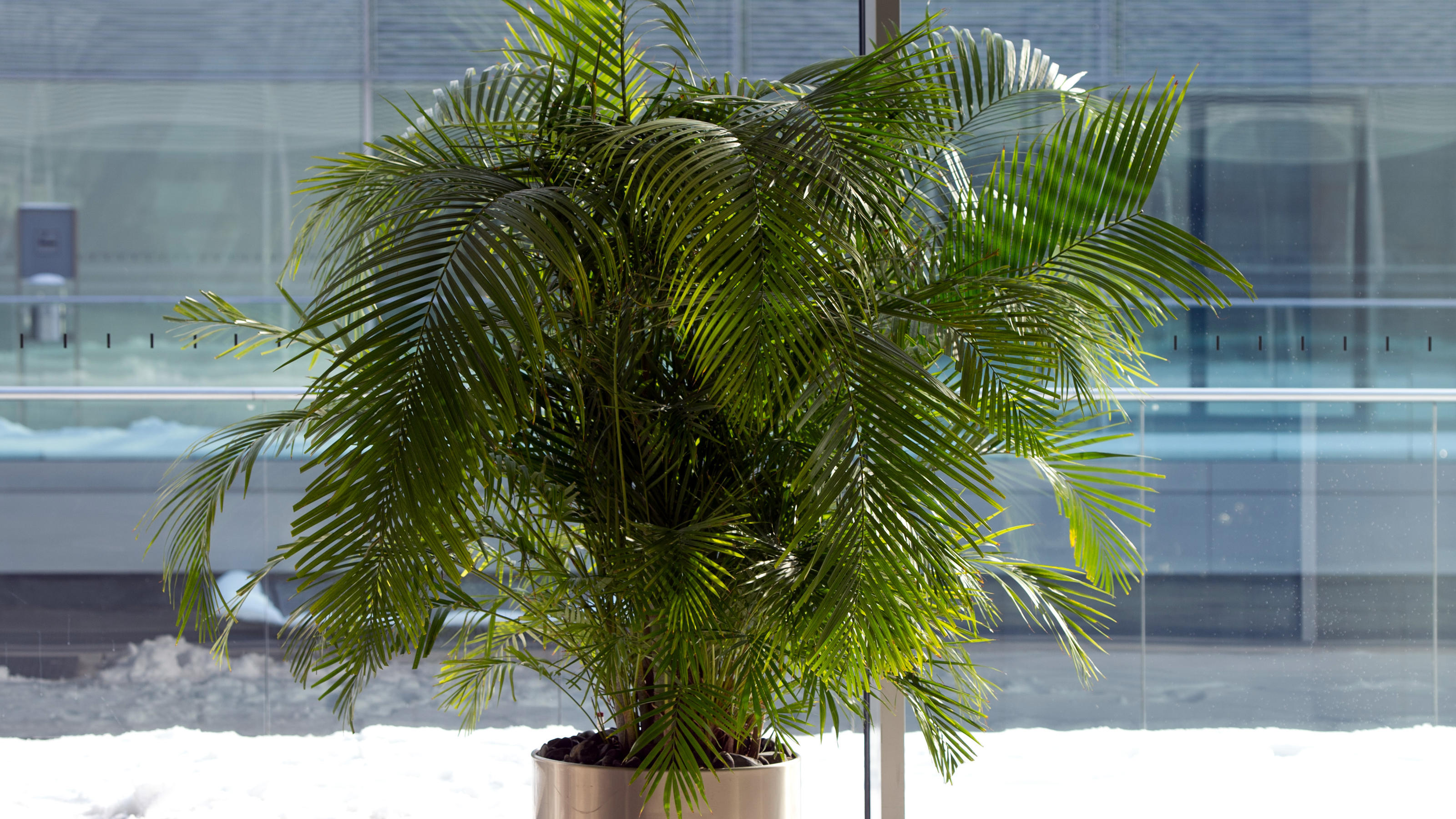 Eine Areca Palme (Dypsis lutescens) oder auch Butterfly Palm am Fenster
