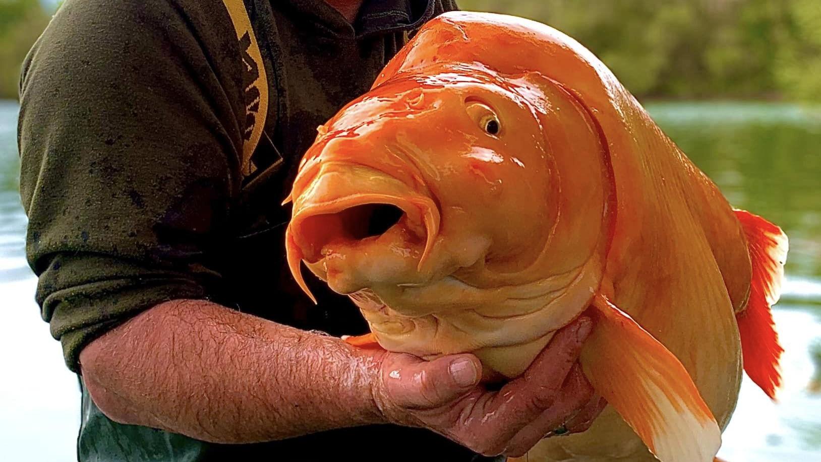 Gigantisch Angler zieht RekordGoldfisch an Land