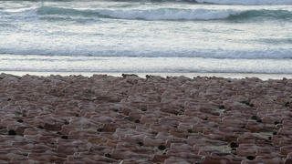25.11.2022, Australien, Sydney: Hunderte von nackten Menschen posieren für den Künstler und Fotografen Spencer Tunick am Bondi Beach. Mit dieser Kunstaktion soll das Bewusstsein für die Bedeutung der Früherkennung von Hautkrebs geschärft werden. Foto: Rick Rycroft/AP/dpa - ACHTUNG: Verwendung nur im vollen Format - EDS-HINWEIS: Nacktheit - +++ dpa-Bildfunk +++