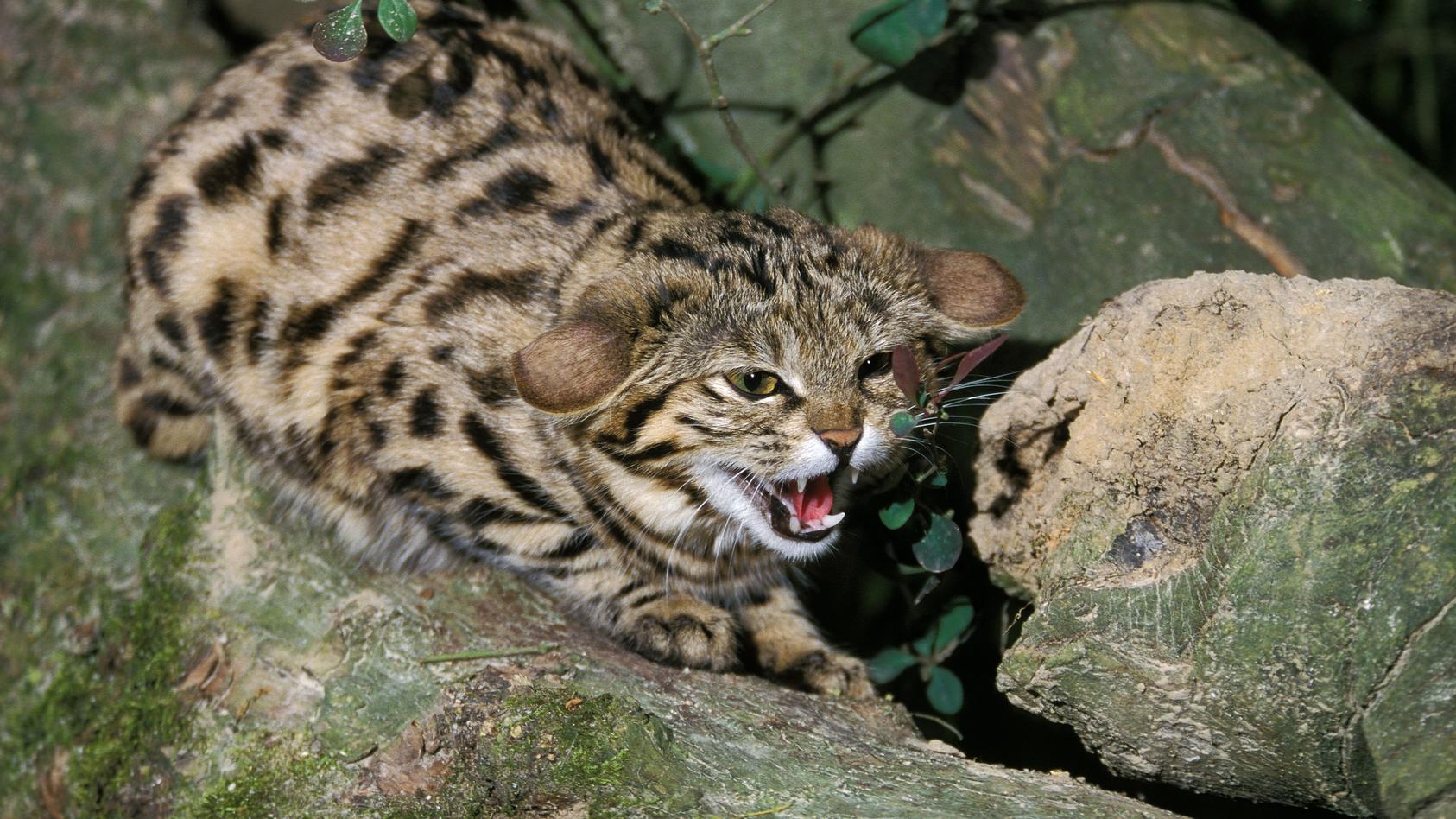 Schwarzfußkatze faucht mit angelegten ohren