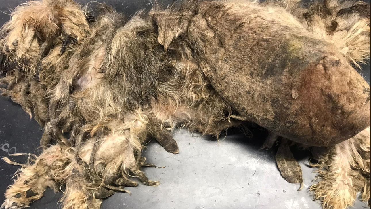Hund Zottel liegt völlig verwahrlost und verfilzt auf dem Untersuchungstisch