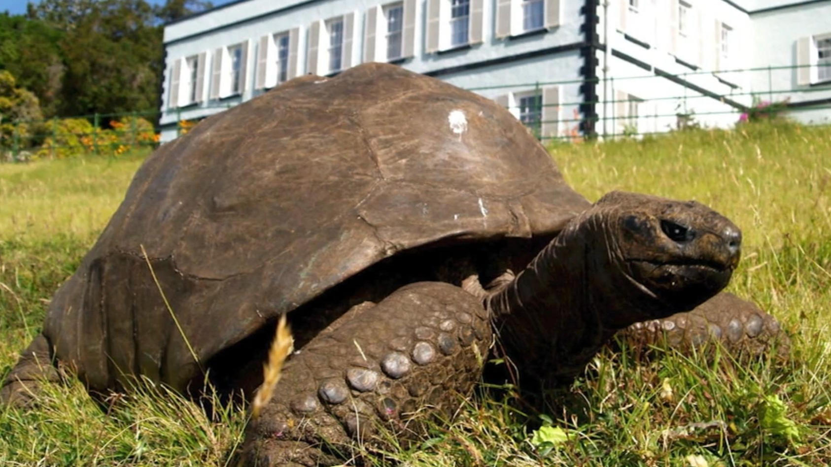 Fette Fete für Jonathan - Älteste Schildkröte der Welt wird 190
