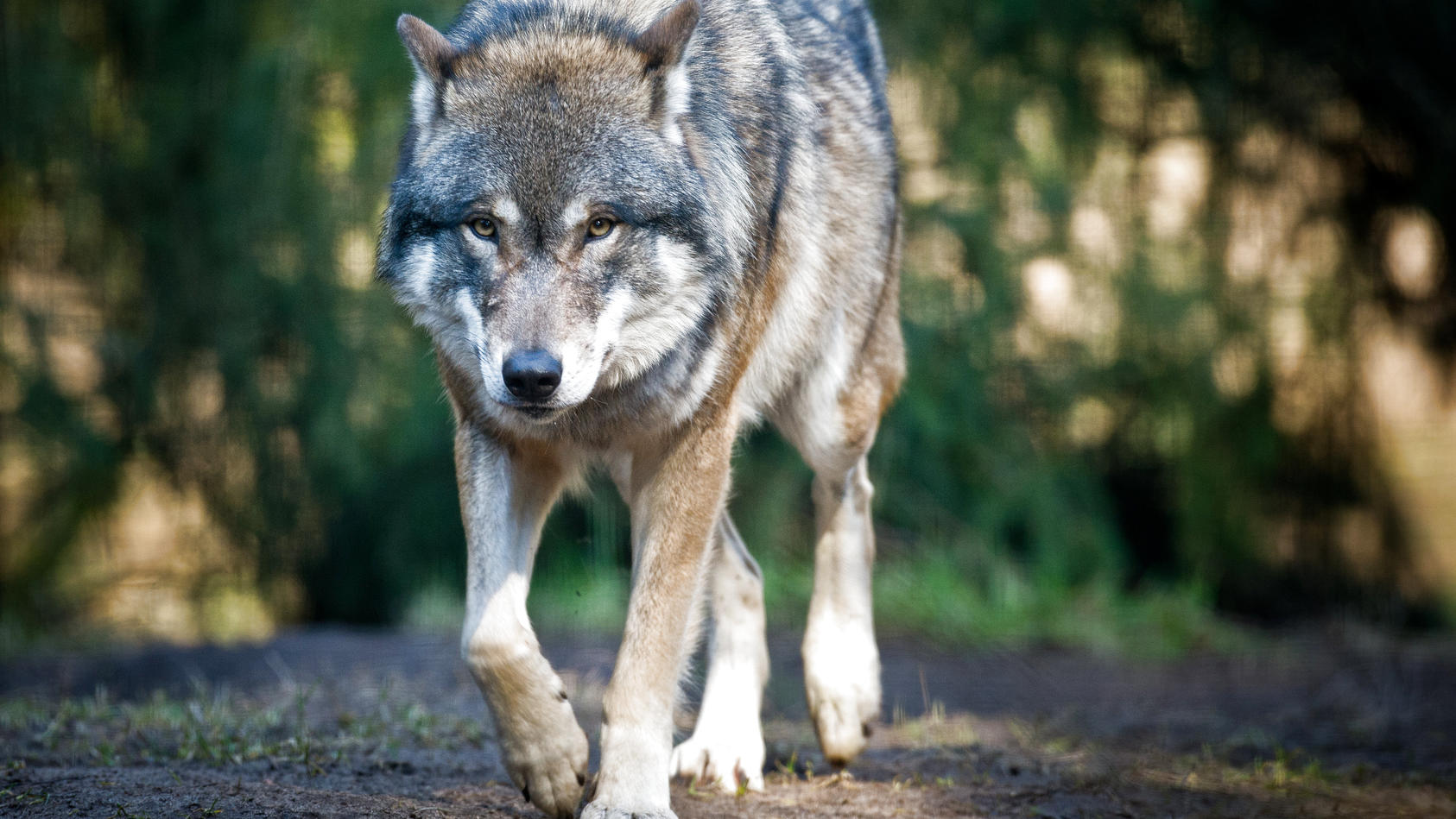Seit 2000 erholen sich die Wölfe vor der Ausrottung und erobern ihren alten Lebensraum zurück. Dieses Raubtier soll auch das Pony "Dolly" getötet haben (Symbolbild) 