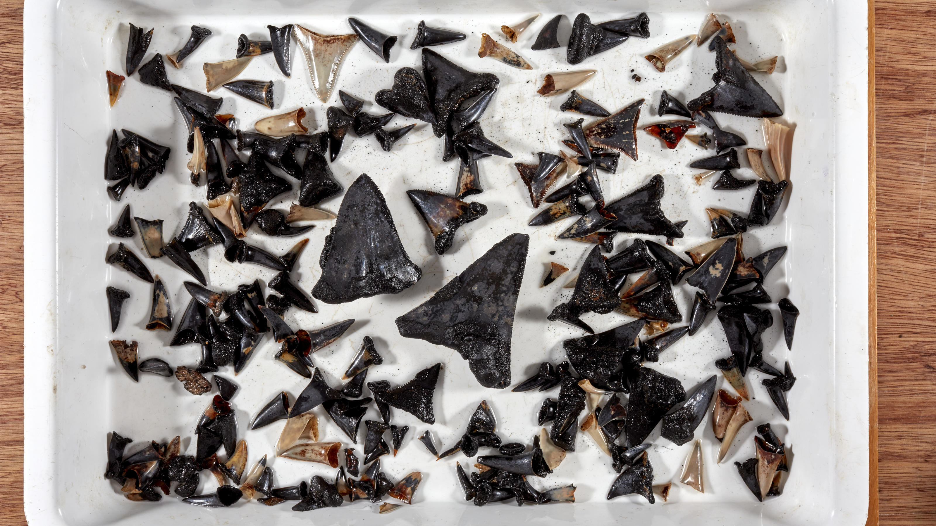 Auf dem Hai-Friedhof fanden forscher 750 Zähne von Lebewesen.
