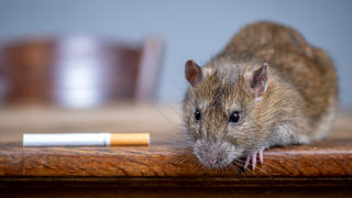 Ratte neben Zigarette auf Tisch