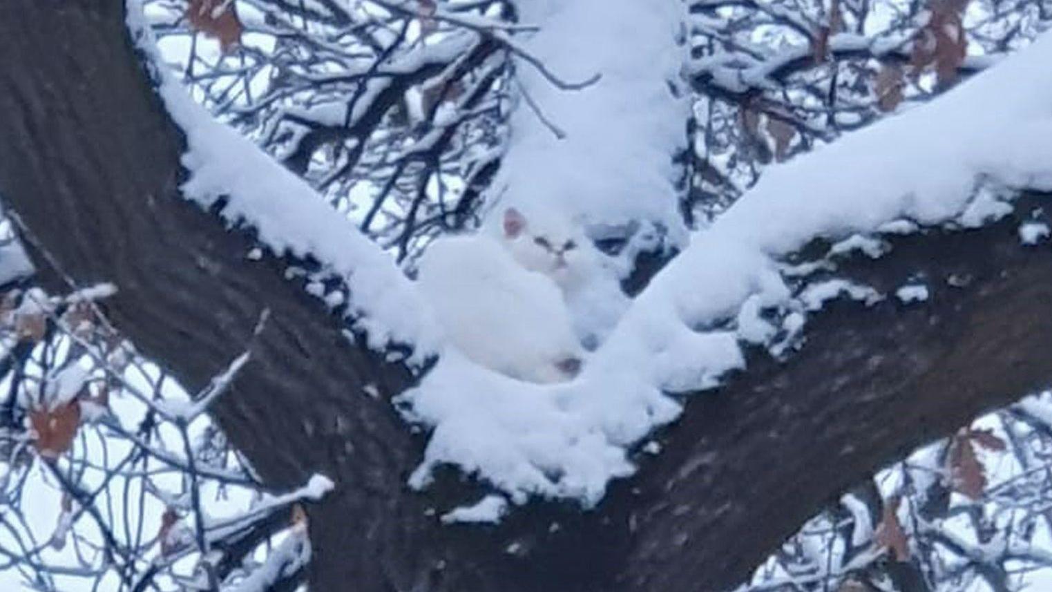 Katze in verschneitem Baum