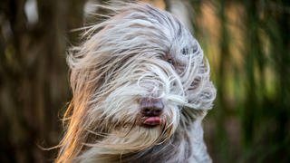ARCHIV - Die Haare des Hundes "Paddy" der Rasse "Bearded Collie" wehen am 10.01.2014 in Lengenfeld (Bayern) im Wind. Foto: Nicolas Armer/dpa (zu dpa "Hunde sind auch ein wichtiger Wirtschaftsfaktor" vom 06.06.2015) +++(c) dpa - Bildfunk+++