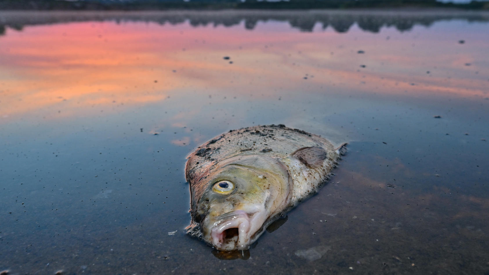 Ein toter Blei liegt am frühen Morgen im flachen Wasser vom deutsch-polnischen Grenzfluss Oder. Fische in der Oder zählen für die Umweltstiftung WWF zu den großen Verlierern des Jahres im Tierreich. (zu dpa «W