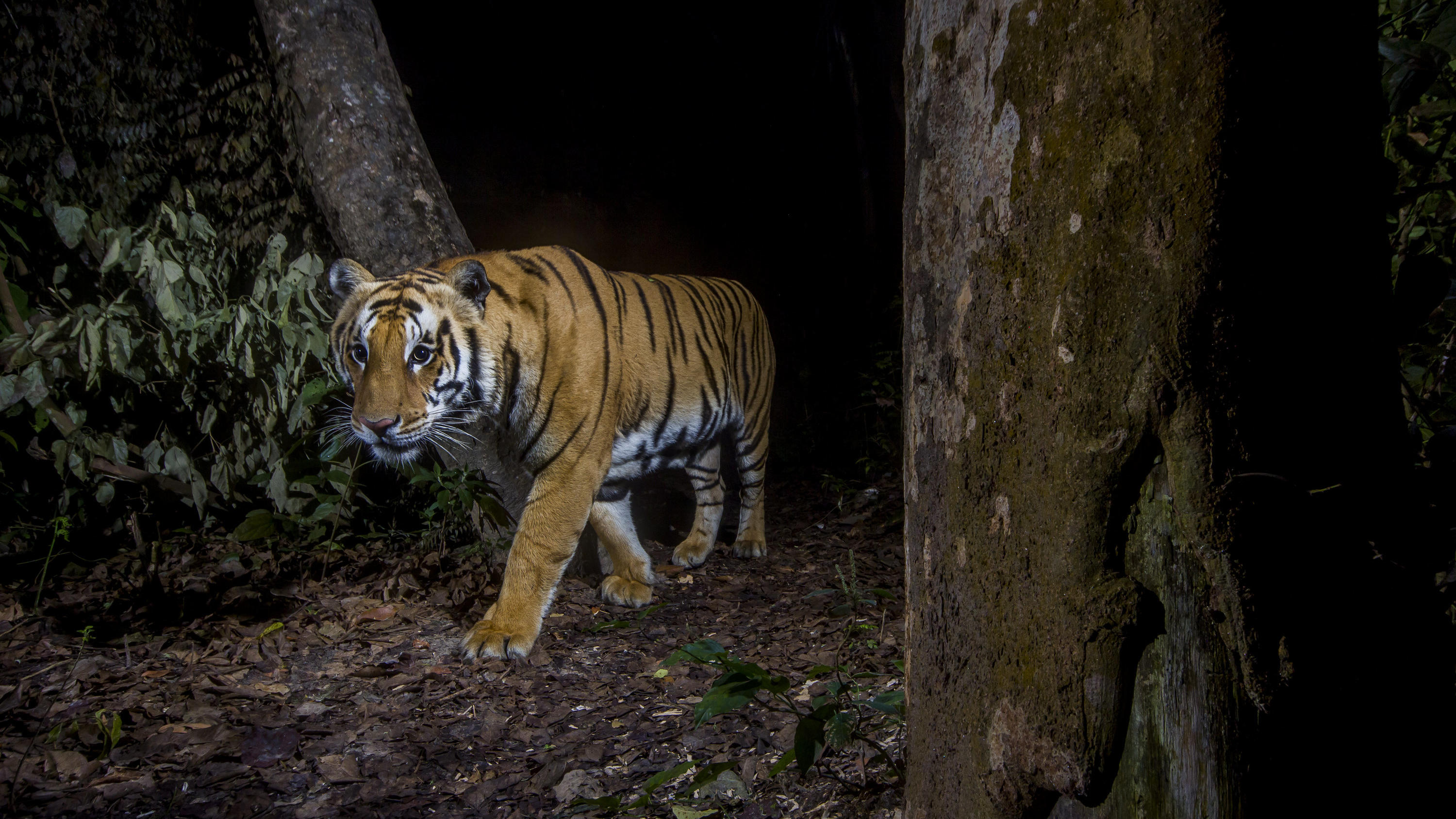 Nepal, Bardia-Nationalpark: Ein Tiger steht im Bardia-Nationalpark, Nepal. Das Bild wurde mit einer Kamerafalle aufgenommen. Als Gewinner des Jahres sieht der WWF zum Beispiel Tiger in Nepal. (zu dpa «WWF-Bilanz: Oder-Fische gro