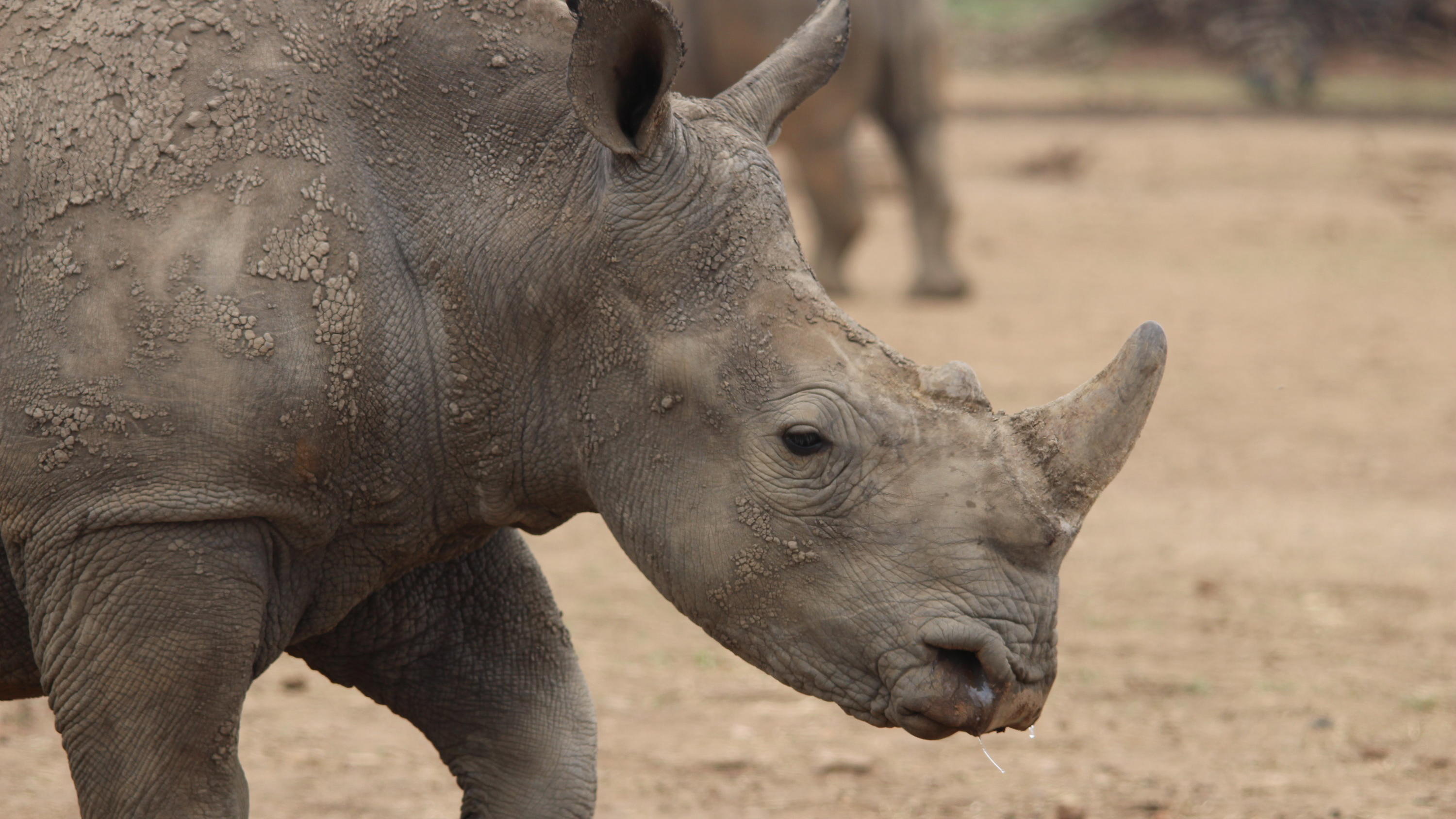 Ein Breitmaulnashorn geht auf dem Gebiet der privaten Nashornaufzucht von J. Hume in Südafrikas Nordwest-Provinz. Der WWF listet unter anderem das Breitmaulnashorn als Verlierer des Jahres 2022. (zu dpa «WWF-Bilan