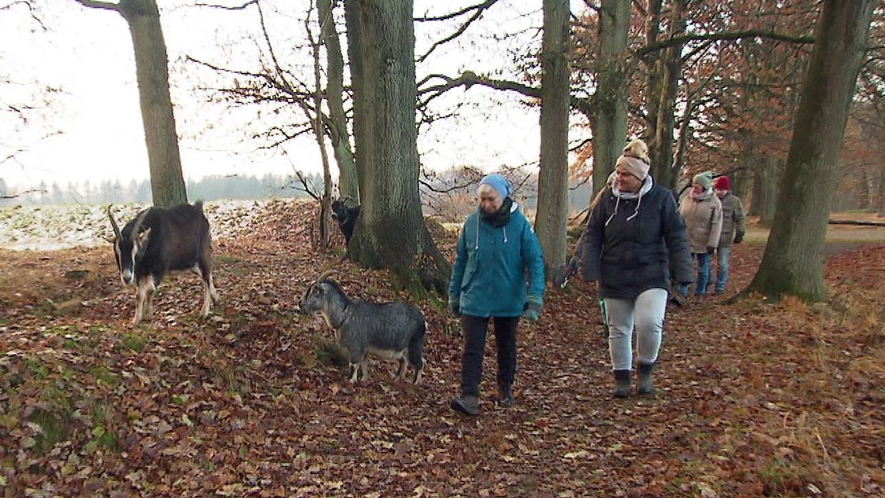 Das tierische Trio und seine Begleiter erkunden den Wald.