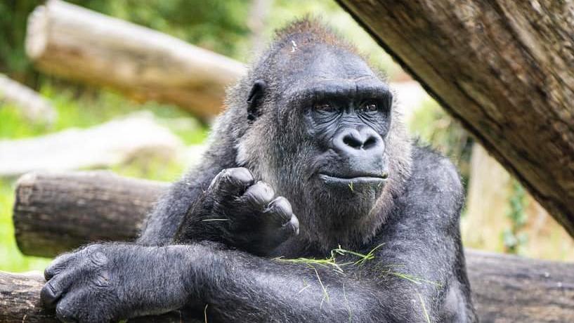 Gorilla-Mutter-Tier