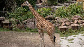 Njaro ist überraschend im Neunkircher Zoo im Saarland gestorben.