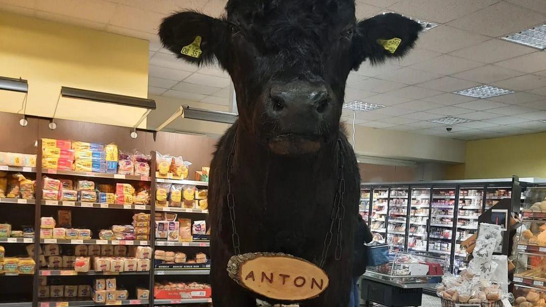 Dieses ausgestopfte Rind sorgt in einem Edeka im brandenburgischen Hennigsdorf derzeit für Diskussionen.