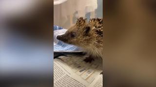 Igel