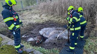 Rettung eines Pferdes in Žalany