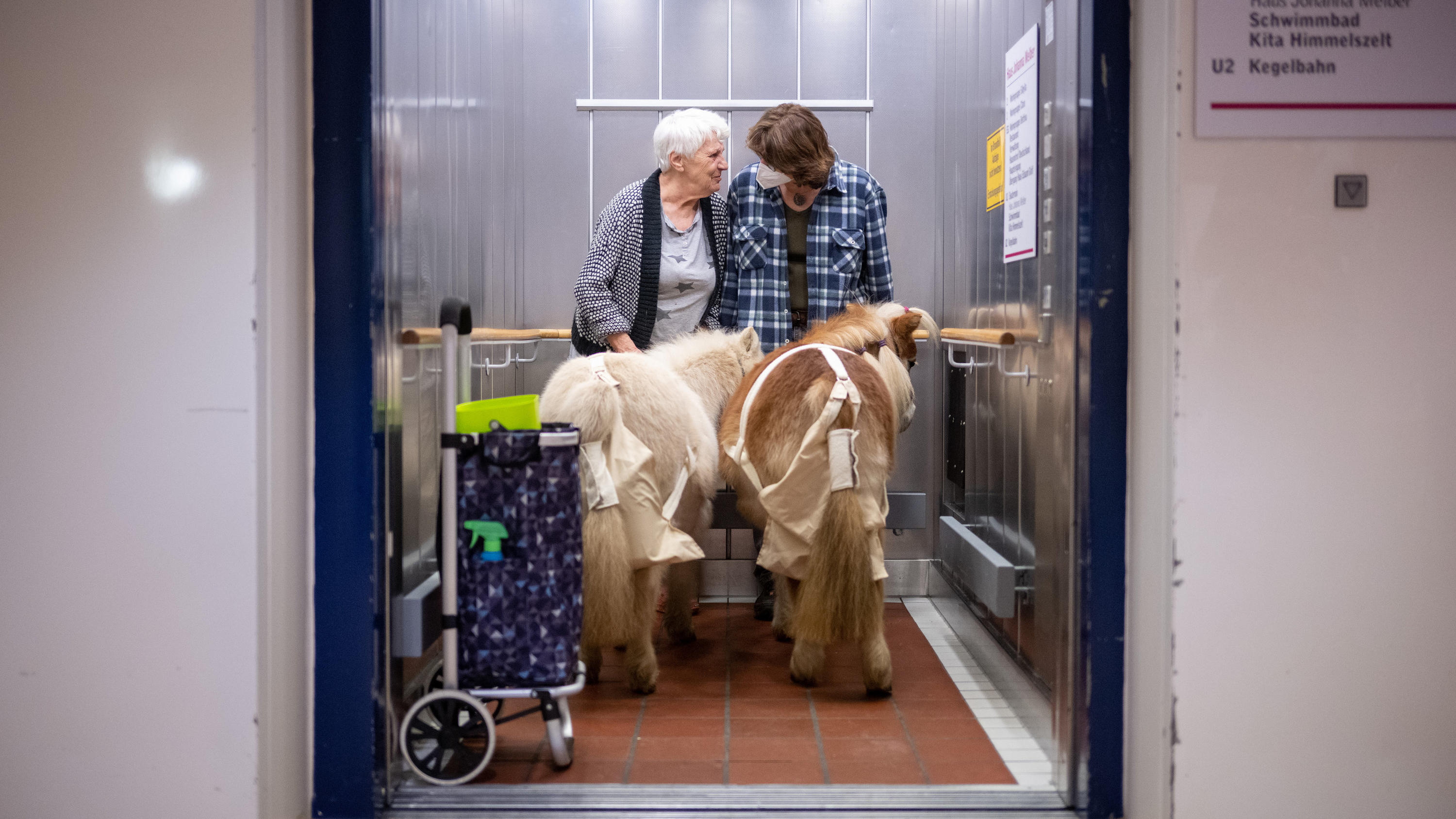 Eine Fahrt mit dem Aufzug gibt es für die Shetland-Ponys bei ihrem beuch im Pflegeheim draufzu.
