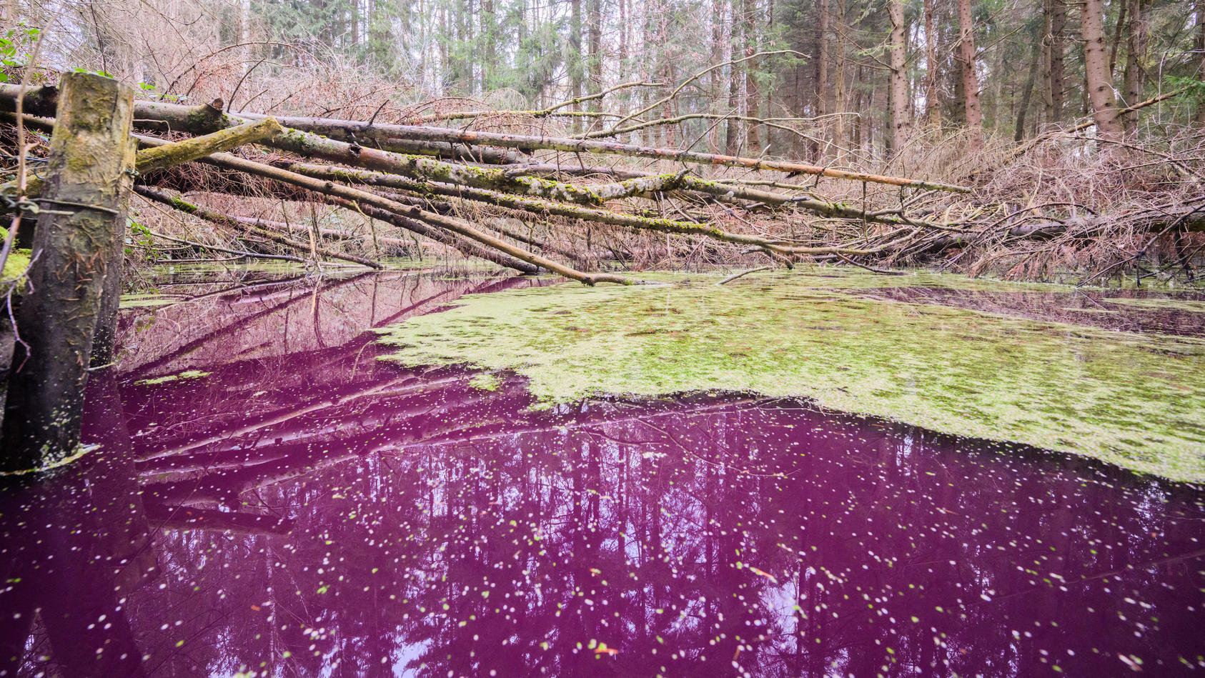 Was steckt hinter dem PurpurTeich von Sibbesse? NaturRätsel bei