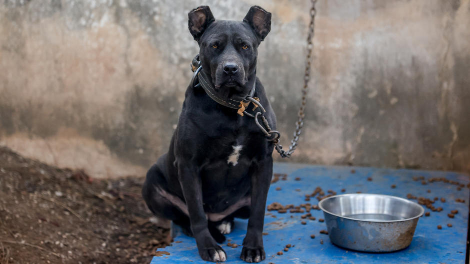 Brutale HundeAttacke in RheinlandPfalz American Bully tötet 87Jährige