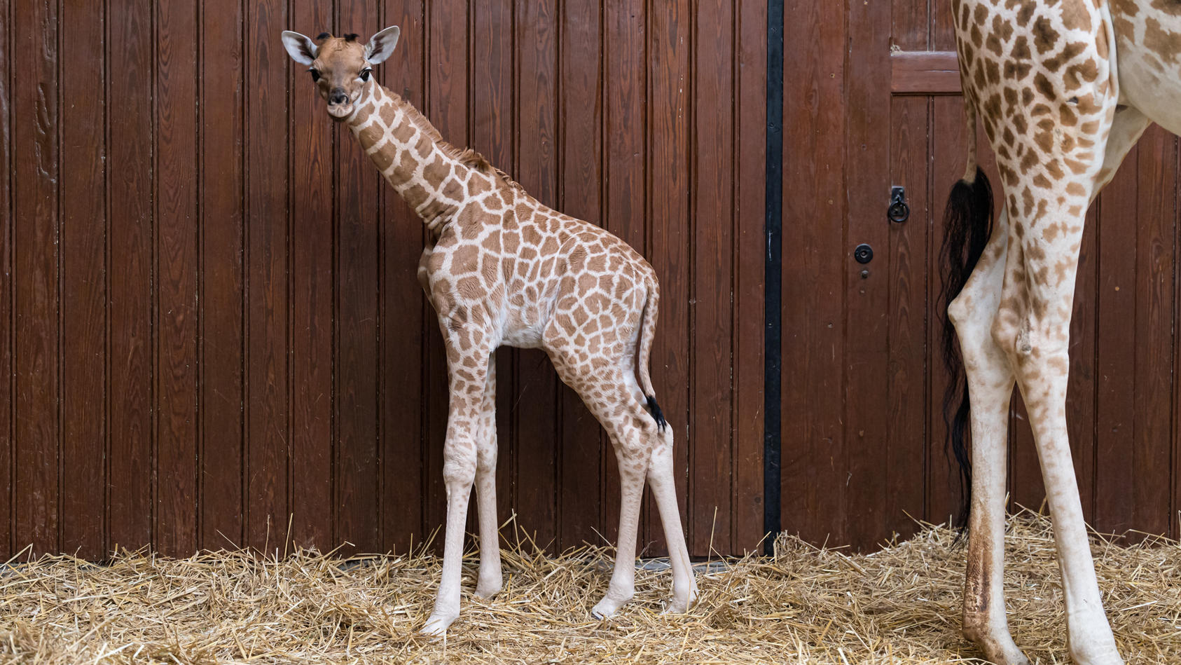 Giraffenmädchen Tufani starb an einer Bauchfellentzündung im Zoo Basel.