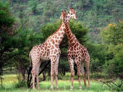Ein Giraffen-Pärchen in freier Wildbahn schmiegt sich an den langen Hälsen eng aneinander. 