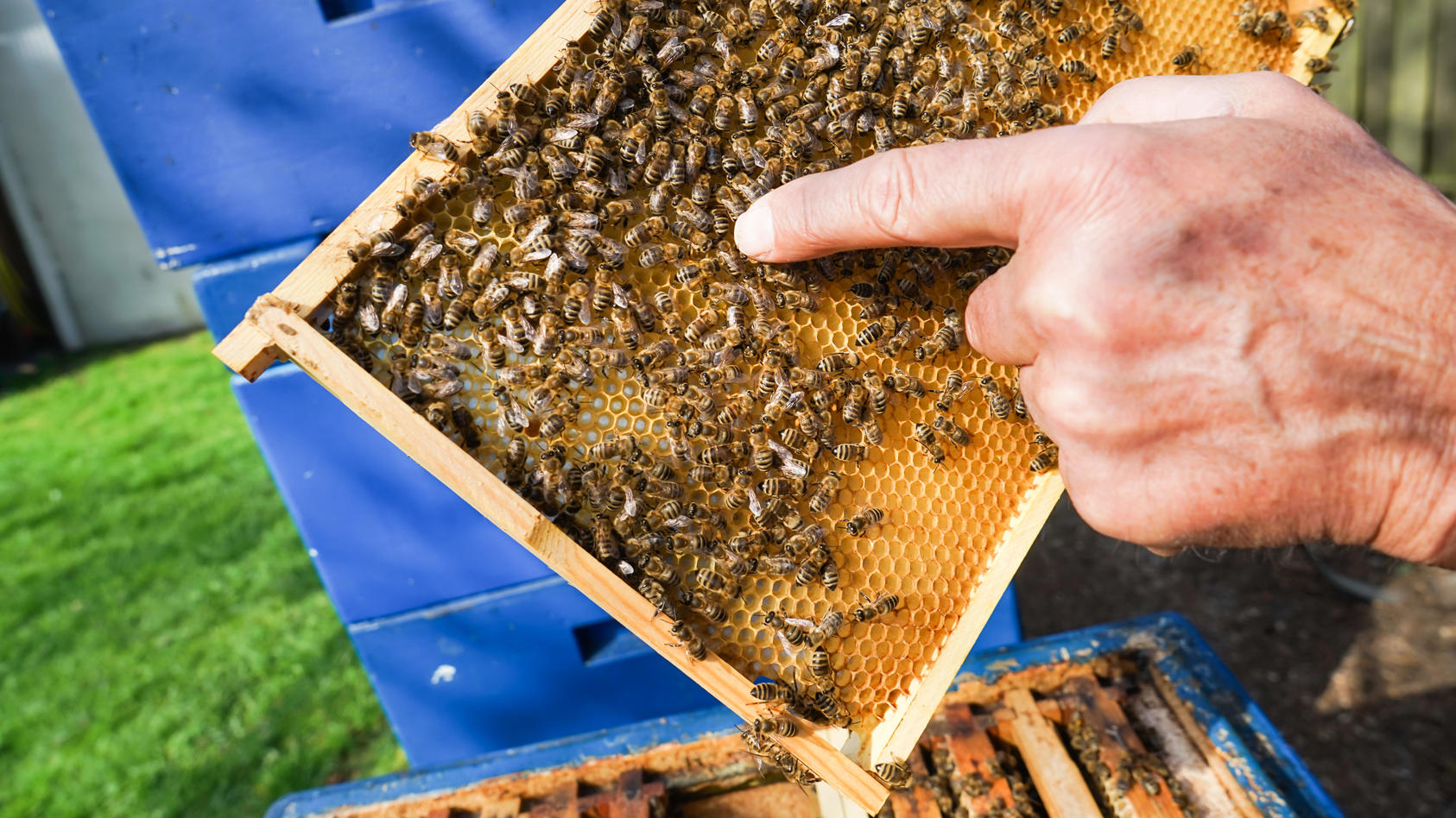 2021-war-auch-fur-die-bienen-in-deutschland-ein-schreckliches-jahr-parasiten-fungizide-monokulturen-und-der-klimawandel-verursachten-das-sterben-vieler-honigbienen-in-deutschland