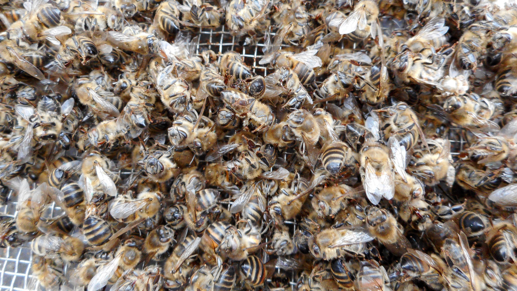 2021 war auch für die Bienen in Deutschland ein schreckliches Jahr. Parasiten, Fungizide, Monokulturen und der Klimawandel verursachten das Sterben vieler Honigbienen in Deutschland.