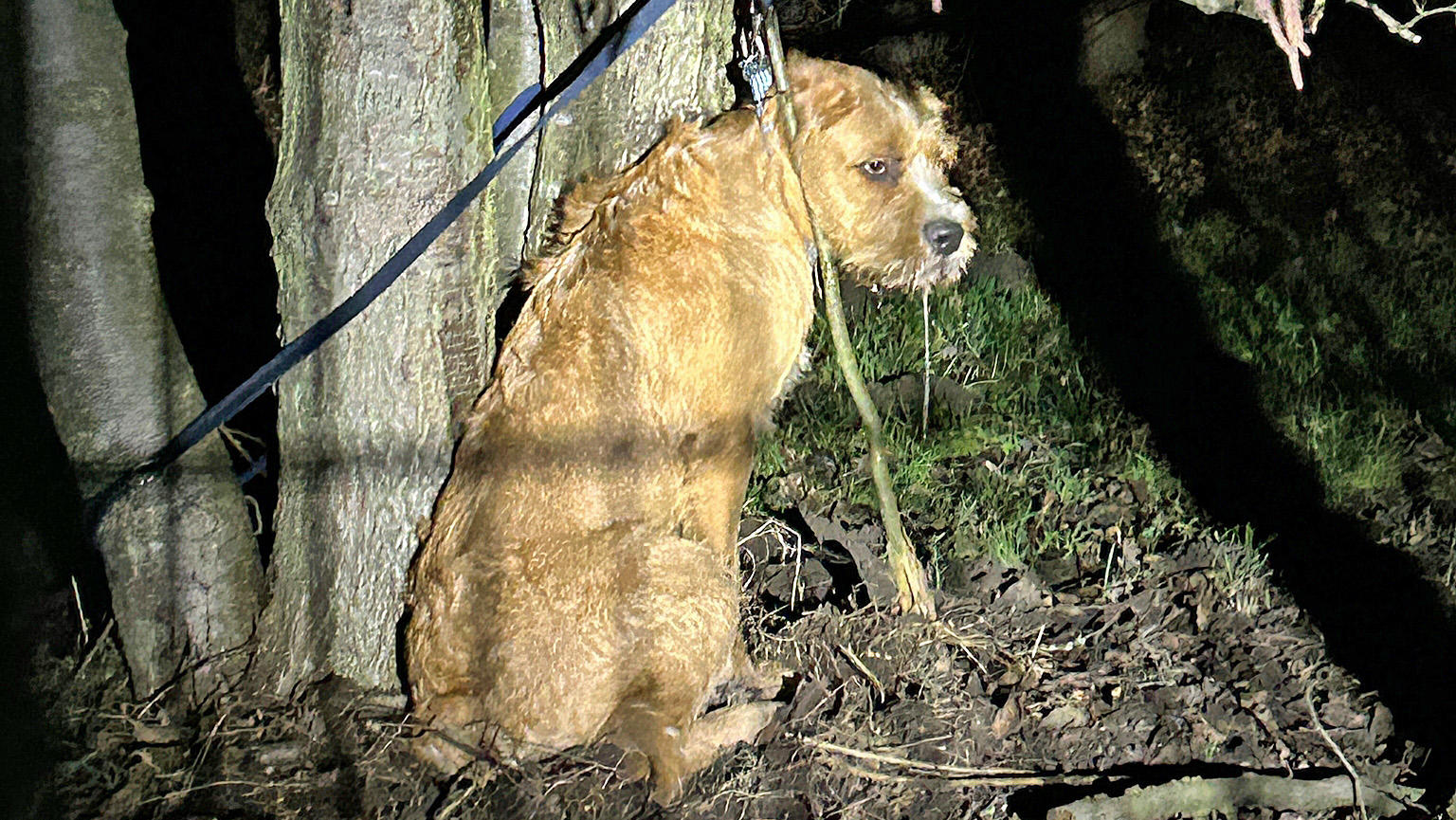 Dieser arme Hund muss stundenlang in der Kälte ausgeharrt haben, ehe er gefunden wurde.