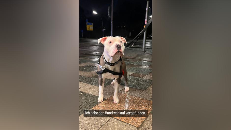 Nach Quäler-Video Auf TikTok: Tierschützerin Findet Misshandelten Hund ...