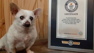 Große Ehre für kleinen Hund: Seit dem 7. Dezember 2022 ist Spike offiziell Weltrekordhalter